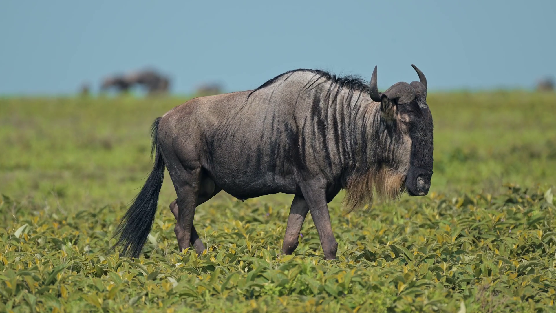 Slow Motion Wildebeest Walking In Africa Stock Footage SBV-352917911 ...