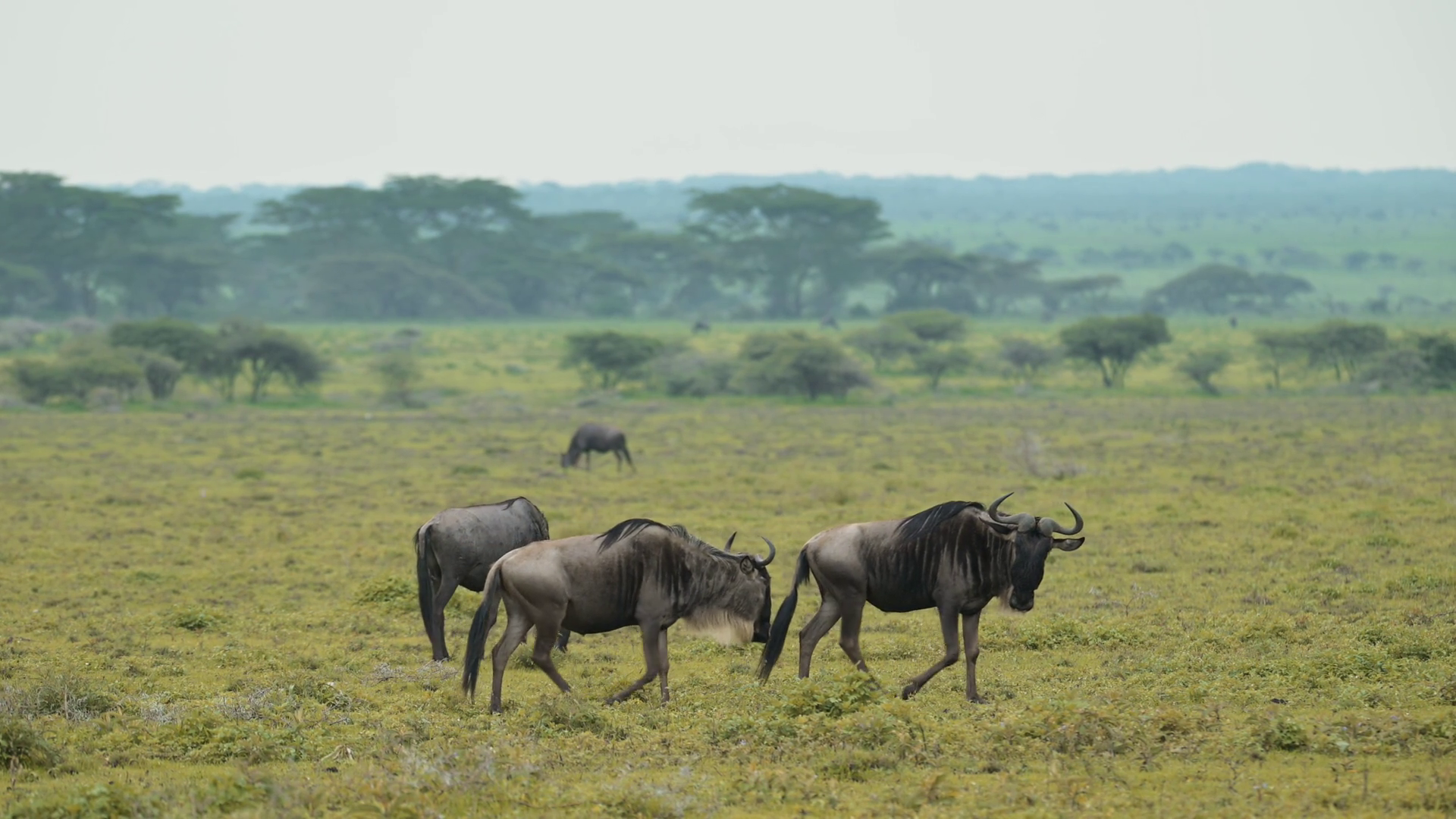 Slow Motion Wildebeest Walking Serengeti Stock Footage SBV-352917326 ...