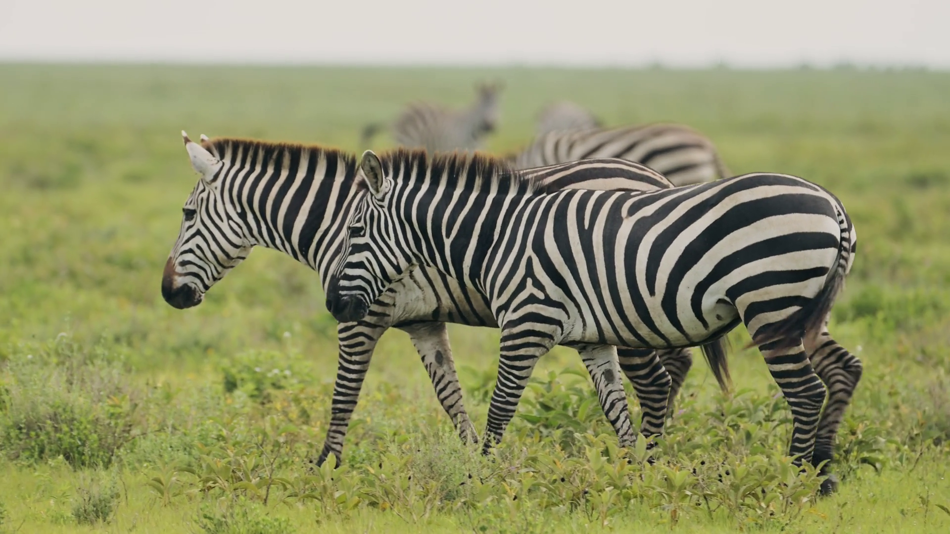 Zebra Herd Walking In Serengeti In Africa In Stock Footage SBV ...