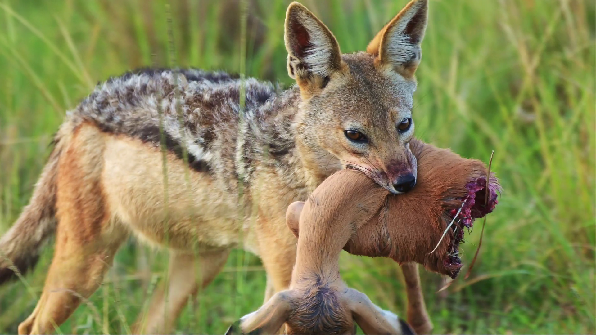 Slow Motion Shot Of Jackal Carrying Antelope Stock Footage SBV ...