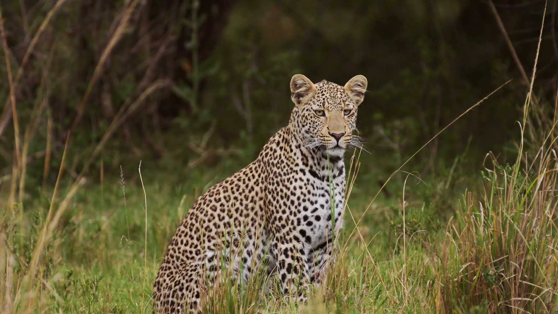 Slow Motion Shot Of Powerful Leopard With Stock Footage SBV-352853678 ...