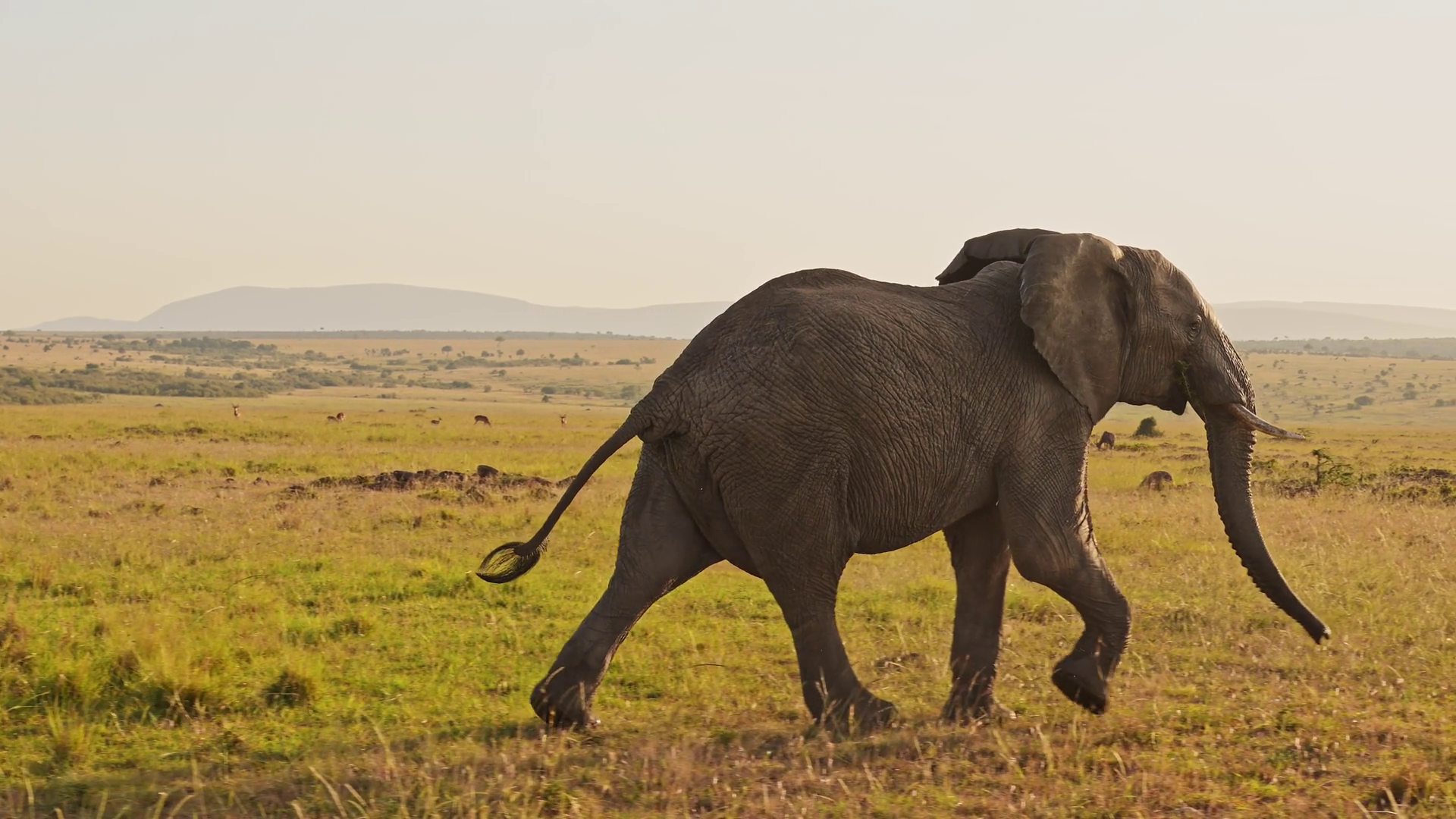 Slow Motion Of African Elephants Africa Stock Footage SBV-352854002 ...