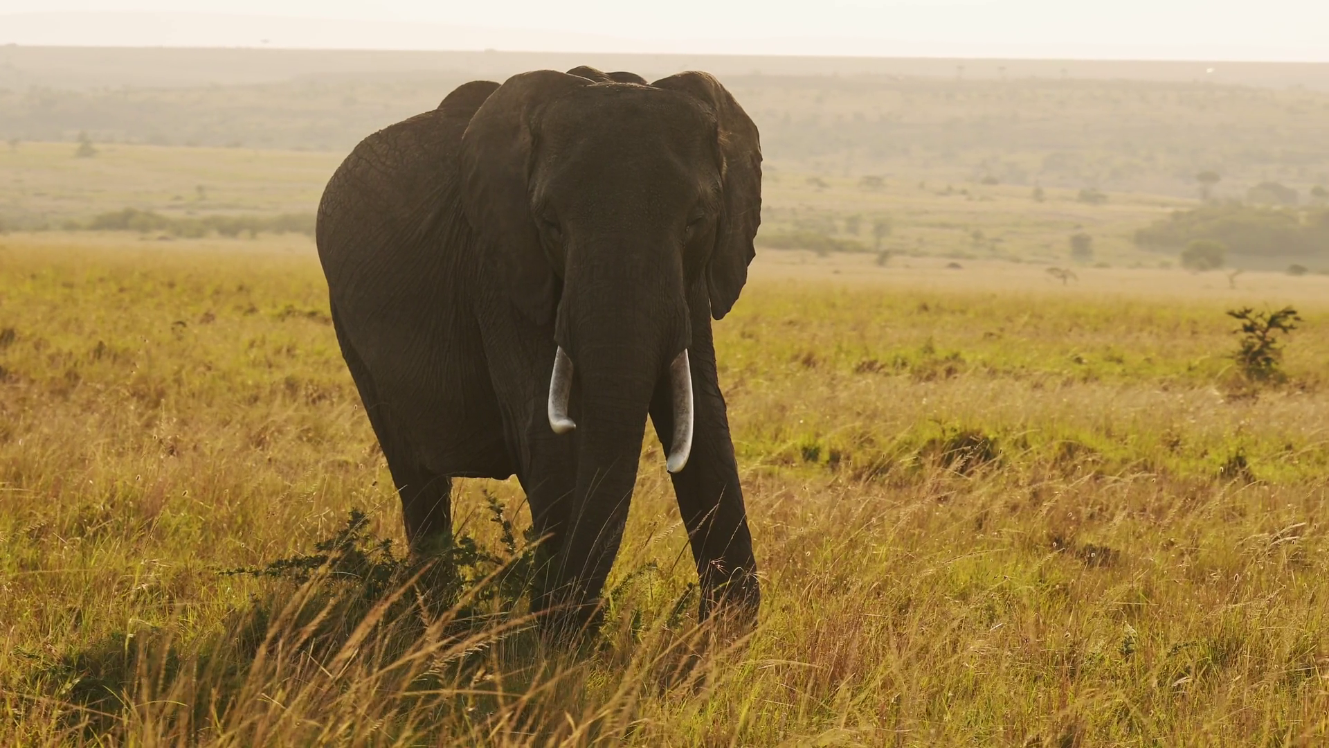 Slow Motion Of Elephant Matriarch Beautiful Stock Footage SBV-352854012 ...