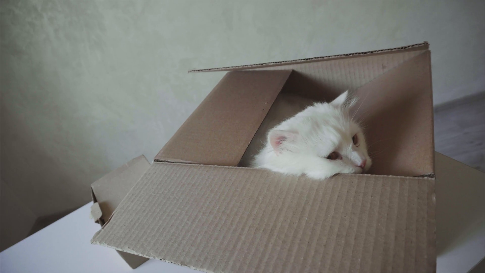 White Cat Crawled Into Box Sitting Inside It Stock Footage SBV