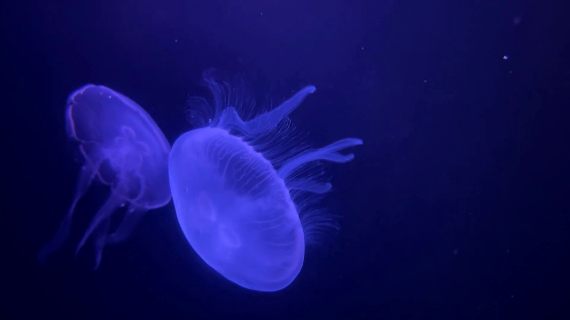 Nassau Bahamas Circa2021 Jellyfish Stock Footage SBV347747417