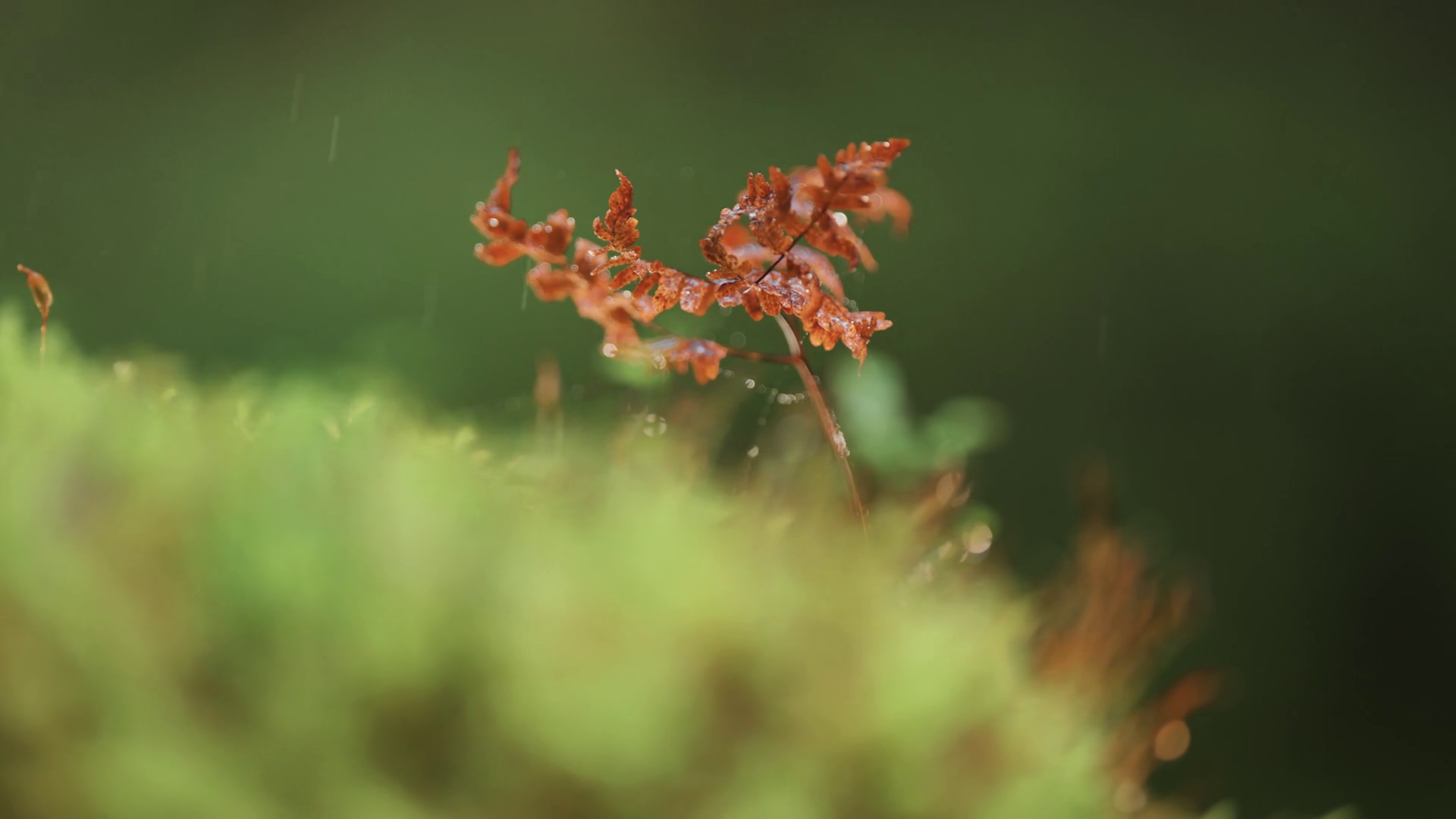 An Old Decaying Tree Stump Covered With Stock Footage SBV-352554226 ...