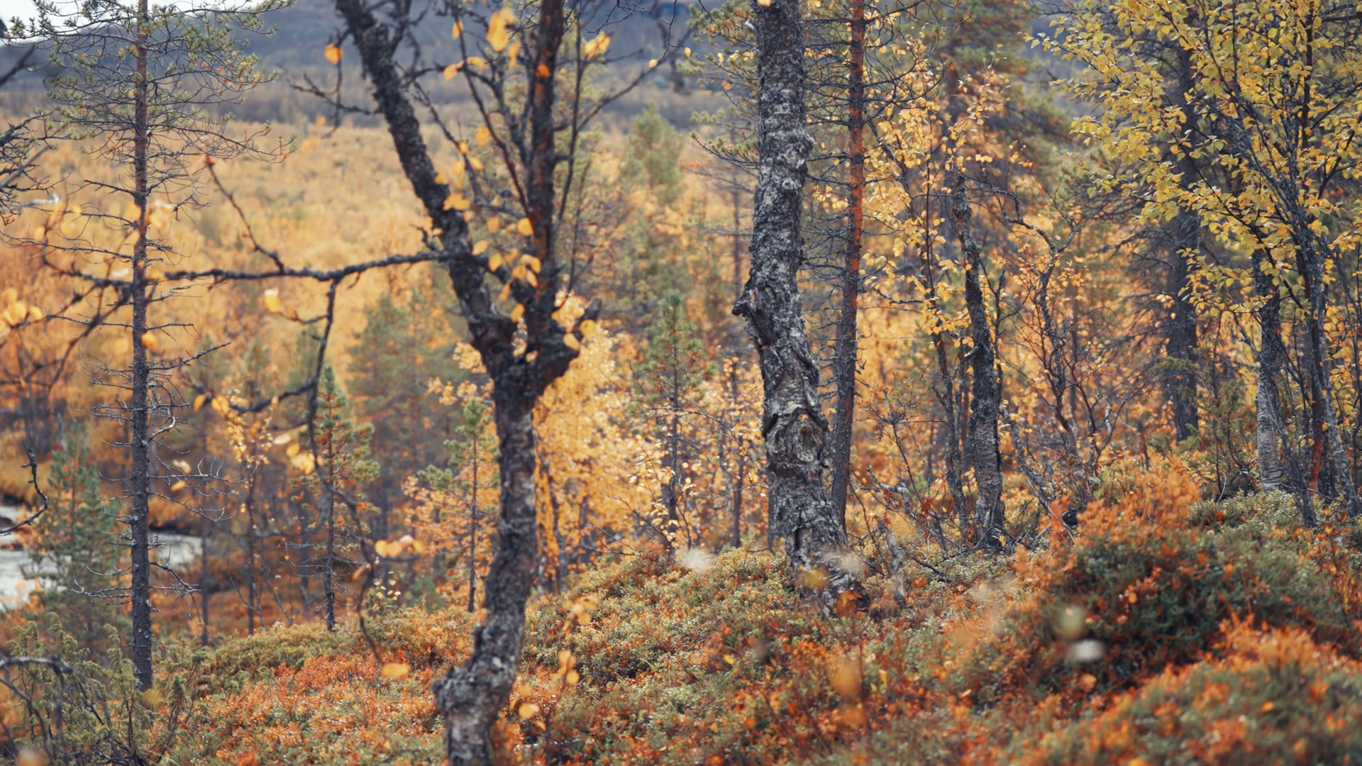 Bright Colours Of Autumn In Norwegian Forest Stock Footage SBV ...
