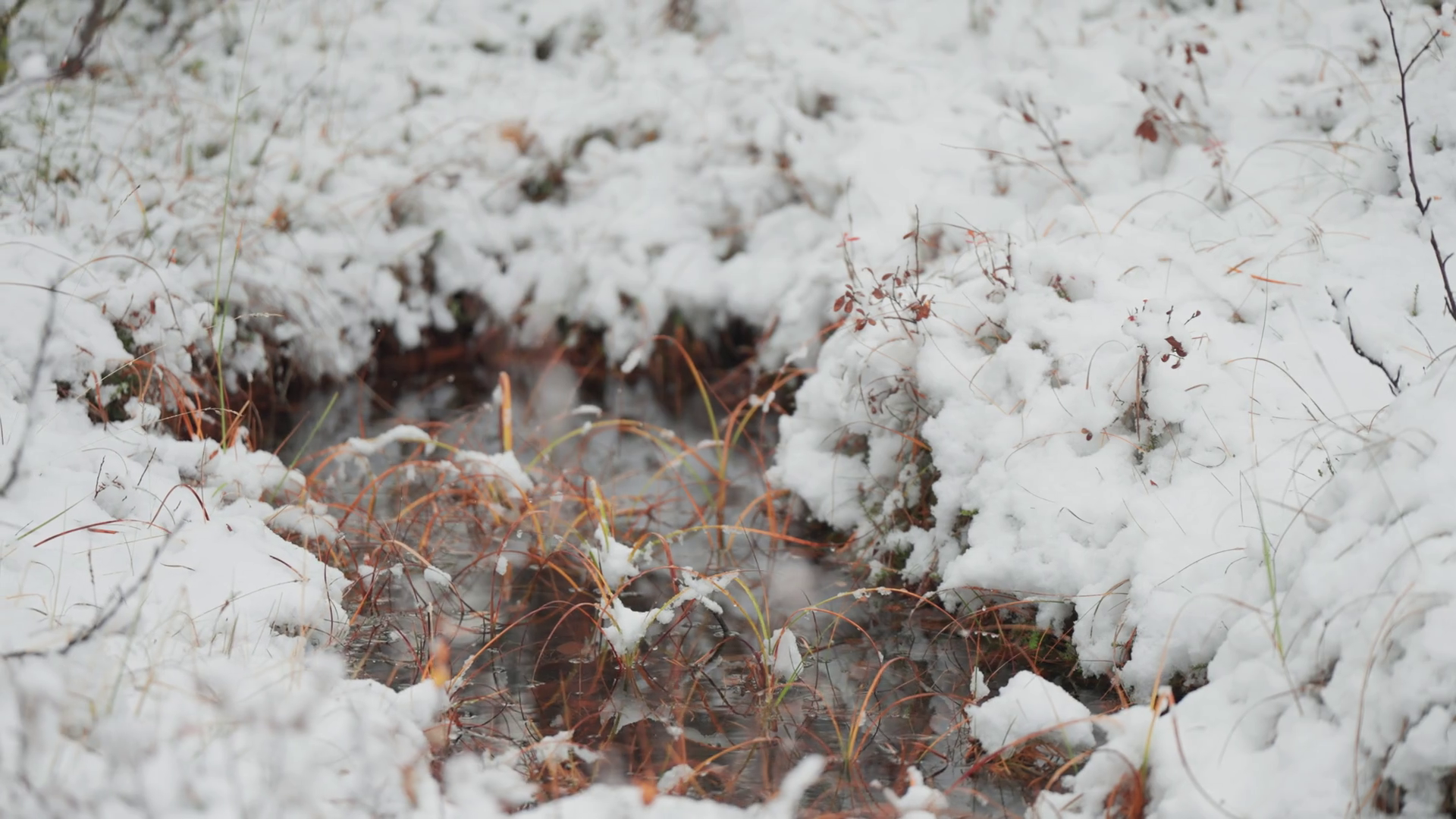 Withered Grass Covered With Fresh Snow Stock Footage SBV-352556030 ...