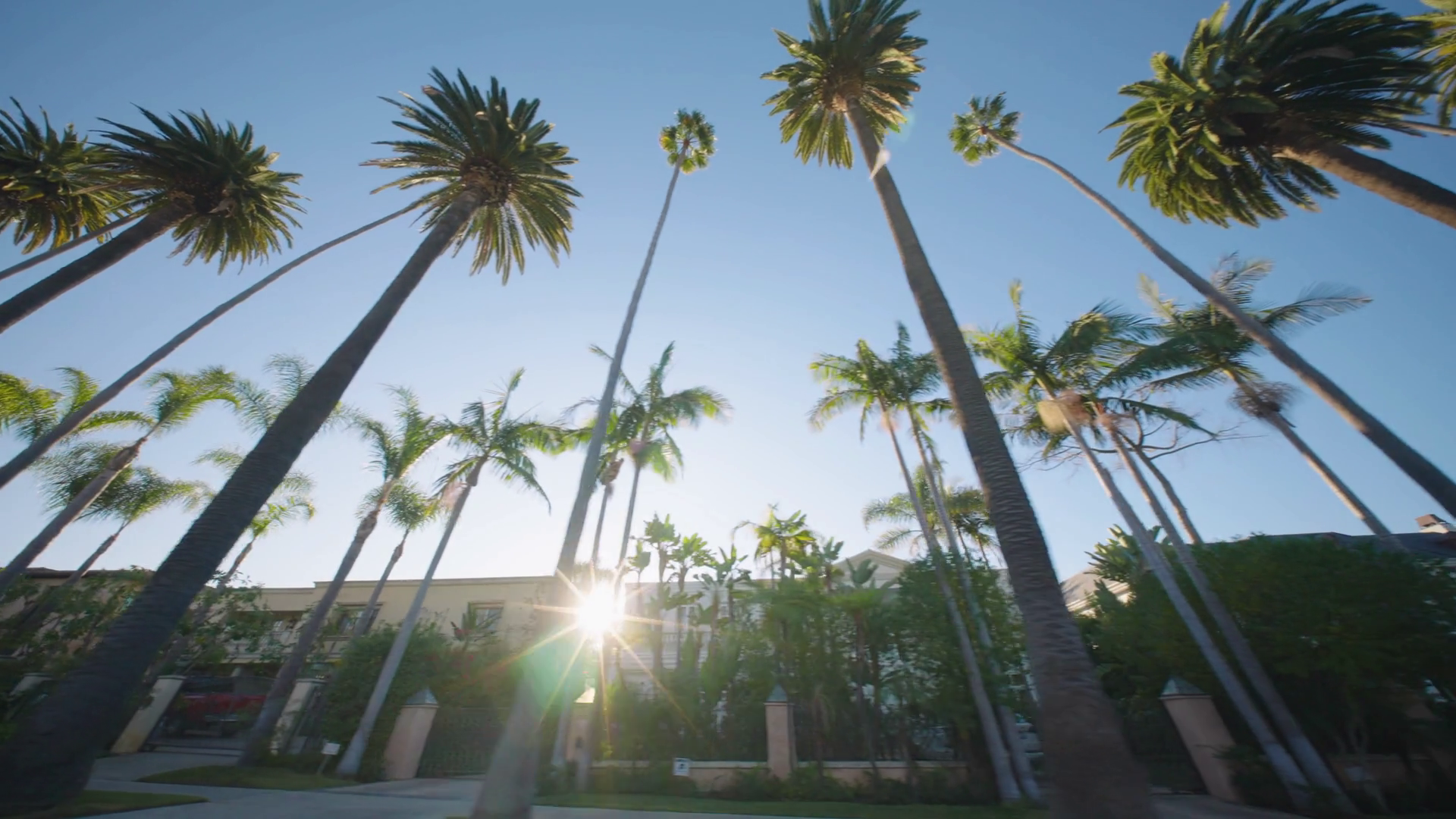 The Iconic Palm Trees Are Highlight In Stock Footage SBV-351717052 ...