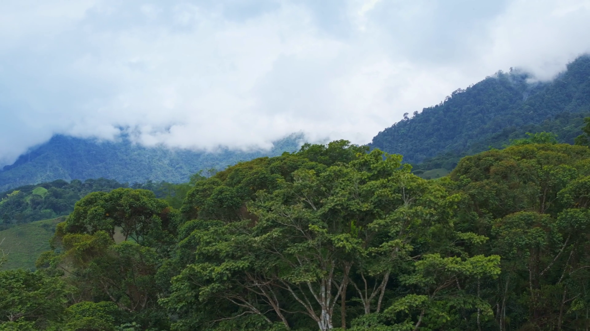 Explore Misty Forests Of Costa Rica With Stock Footage SBV-351833619 ...