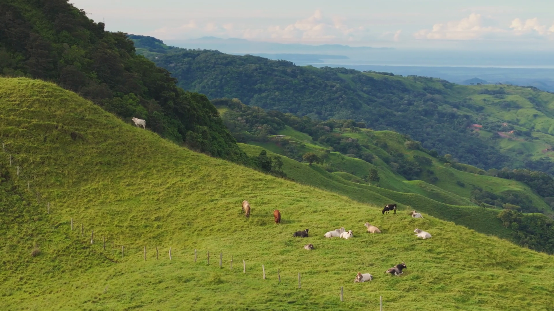 Aerial View Of Cows Grazing In Costa Rican Stock Footage SBV-352059513 ...