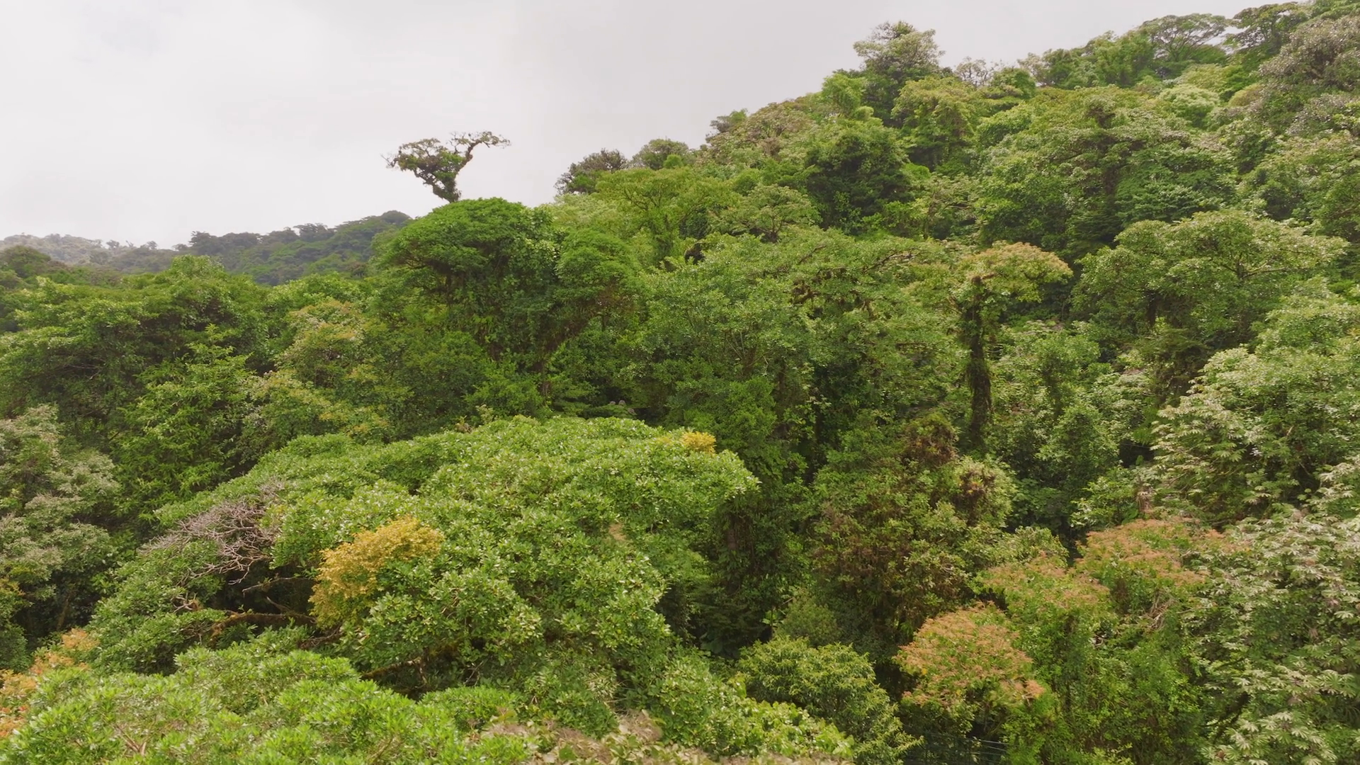 Explore Misty Forests Of Costa Rica Stunning Stock Footage SBV ...