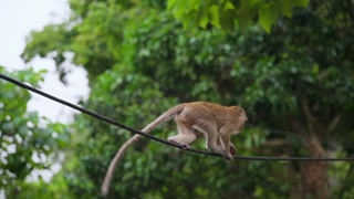 Long-tailed Macaque Walking on Power Lines in Mueang Krabi Krabi Thailand.