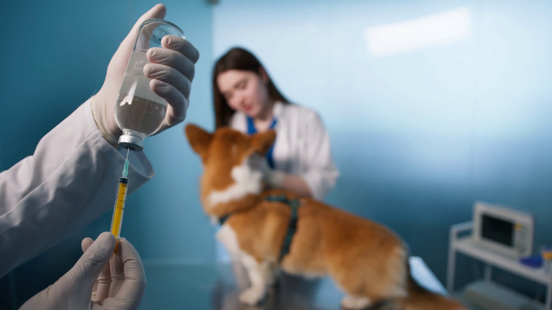 Canine Distemper Vaccine Protecting Stock Footage SBV347571455
