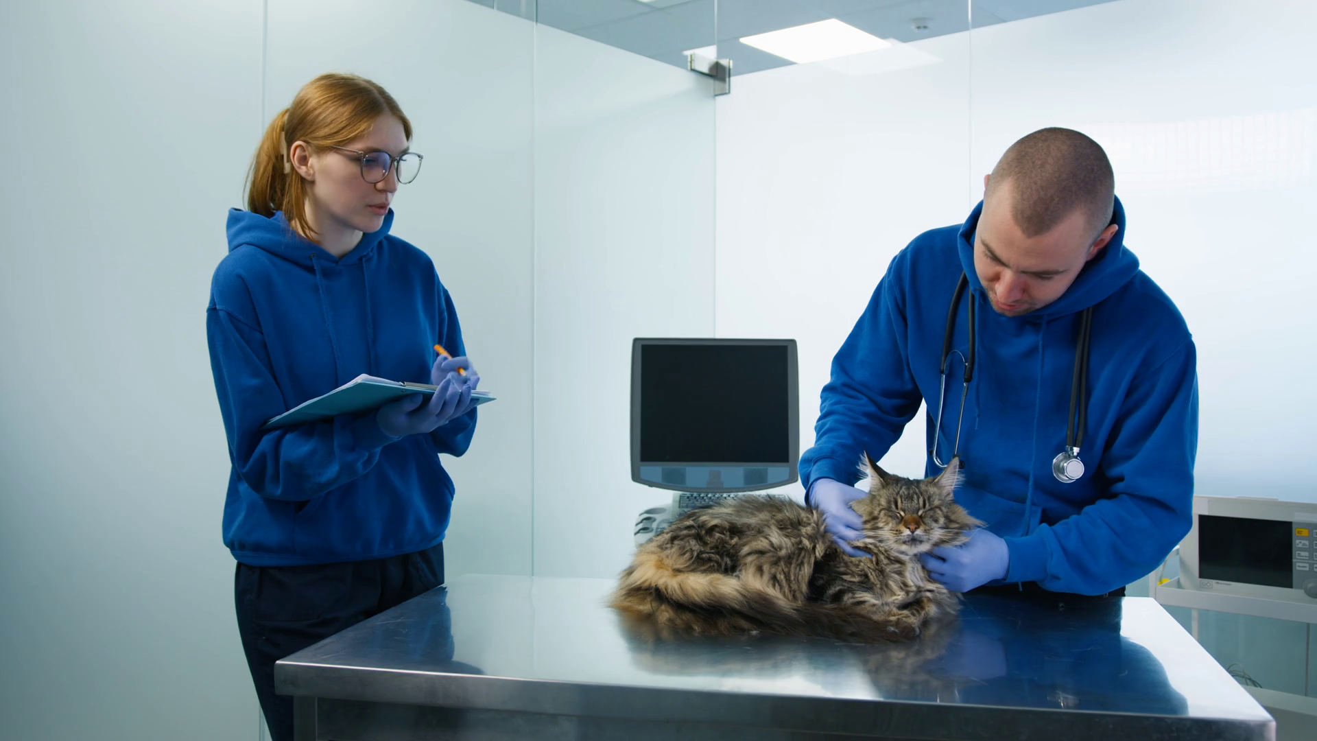Male Veterinarian Massaging Neck Of Maine Stock Footage SBV347558585