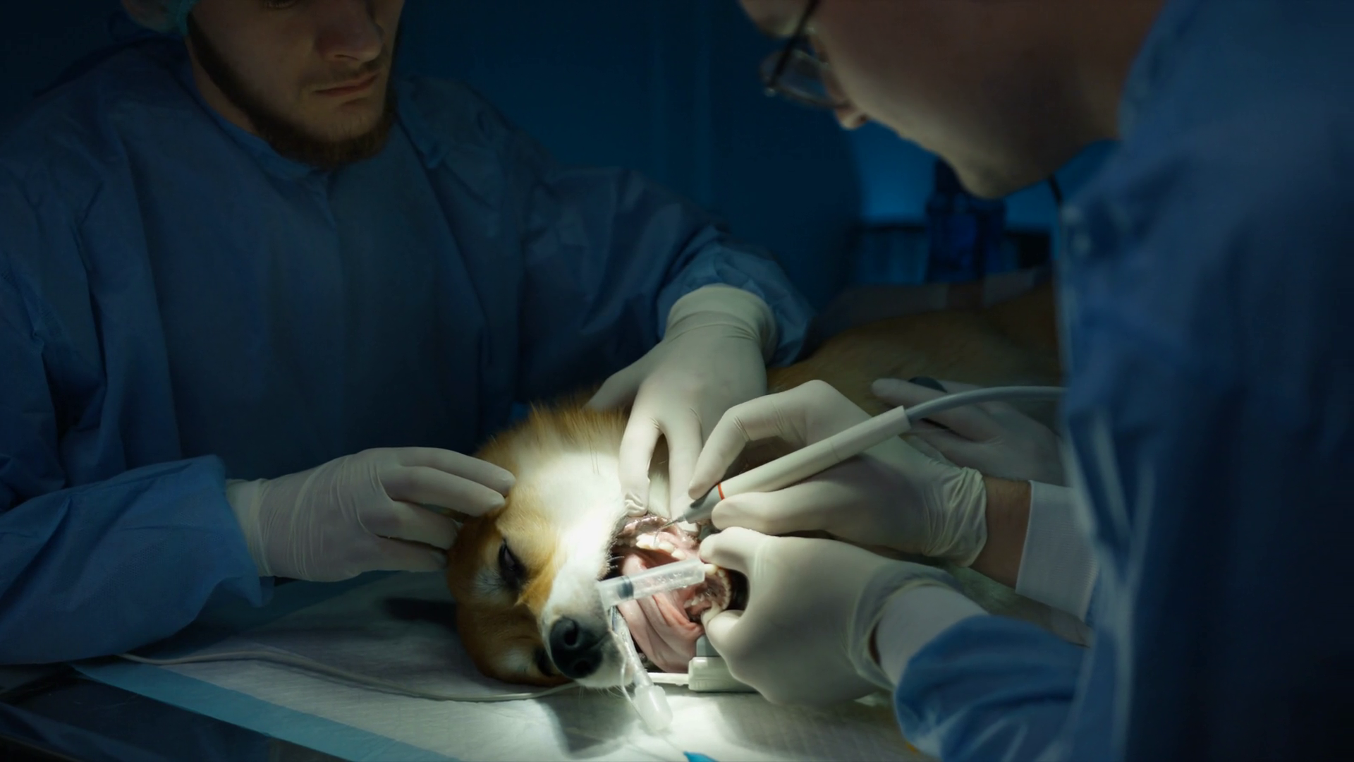 Close Up Dog At Teeth Cleaning Vet Stock Footage SBV347571424