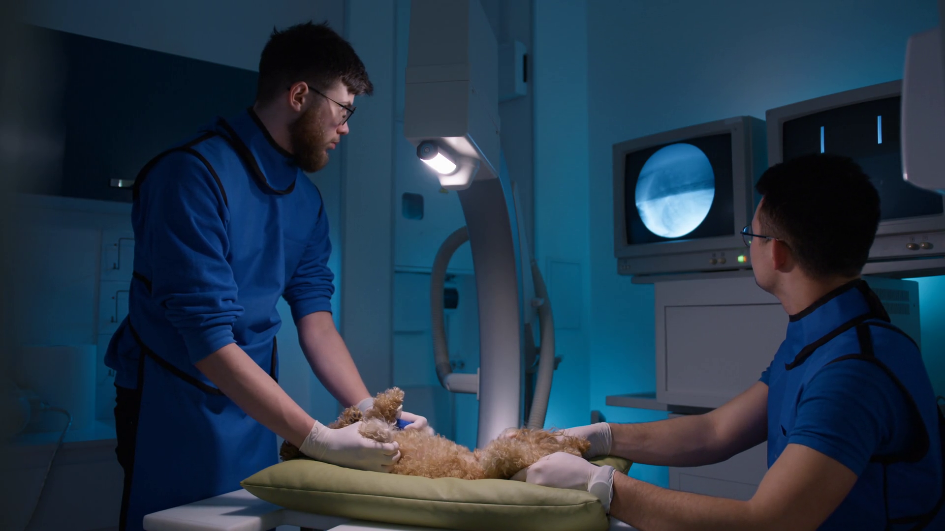 Veterinarians Examining X-ray Of Small Stock Footage SBV-347663481 ...