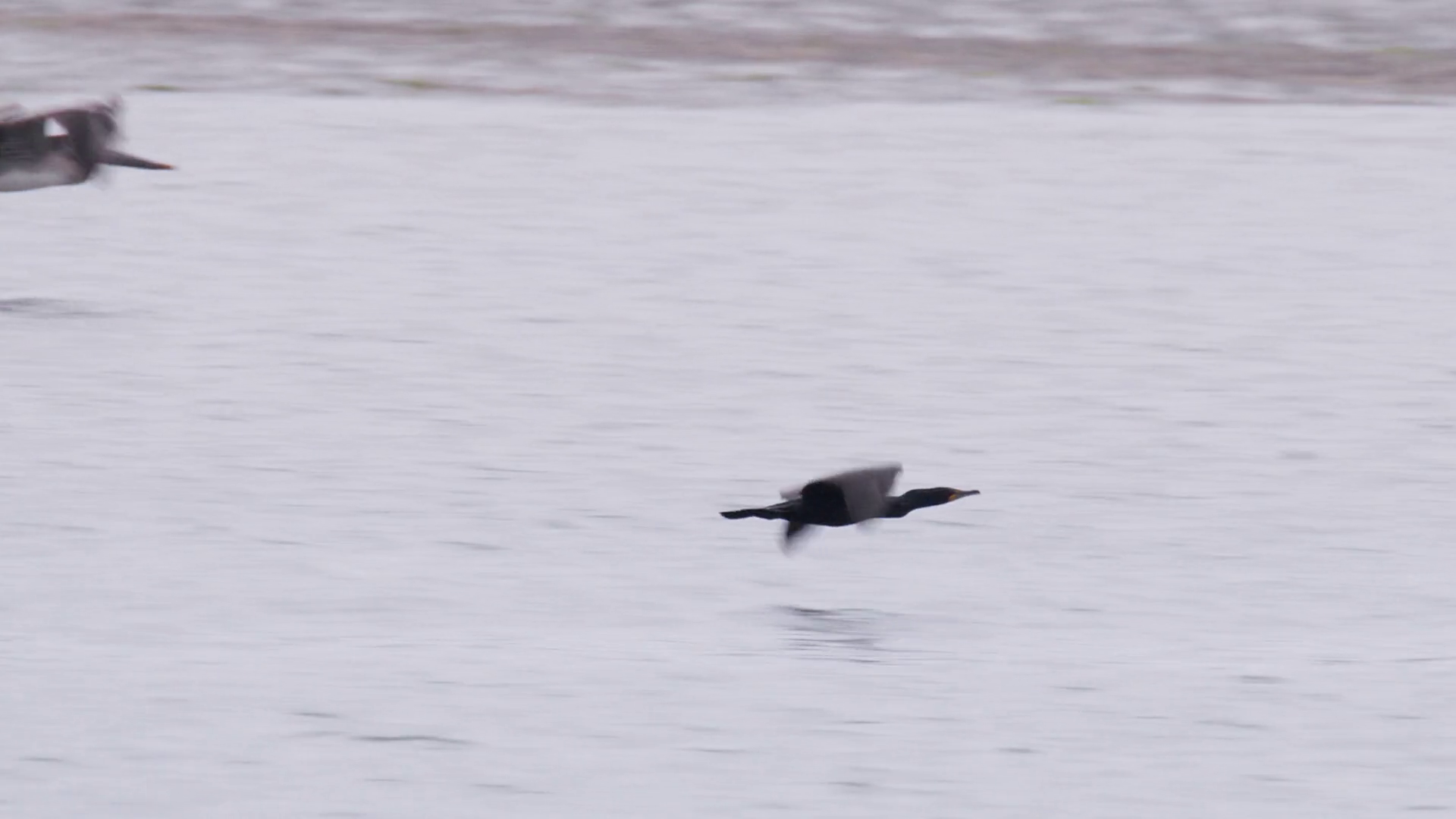 Red Camera Slow Motion Shot Of Cormorant Stock Footage SBV347631586