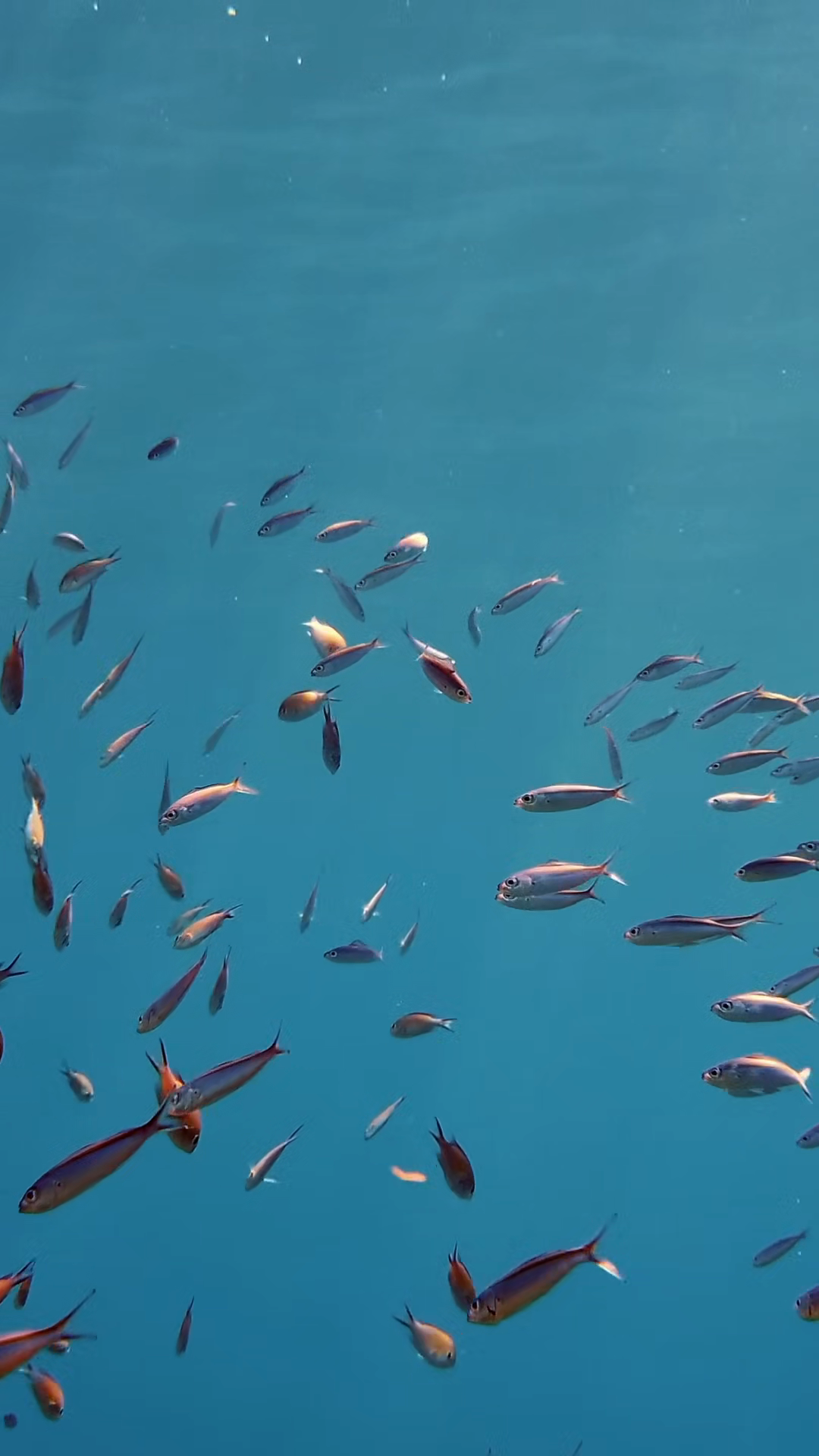 Schools Of Fish Countless Different Colorful Stock Footage SBV ...