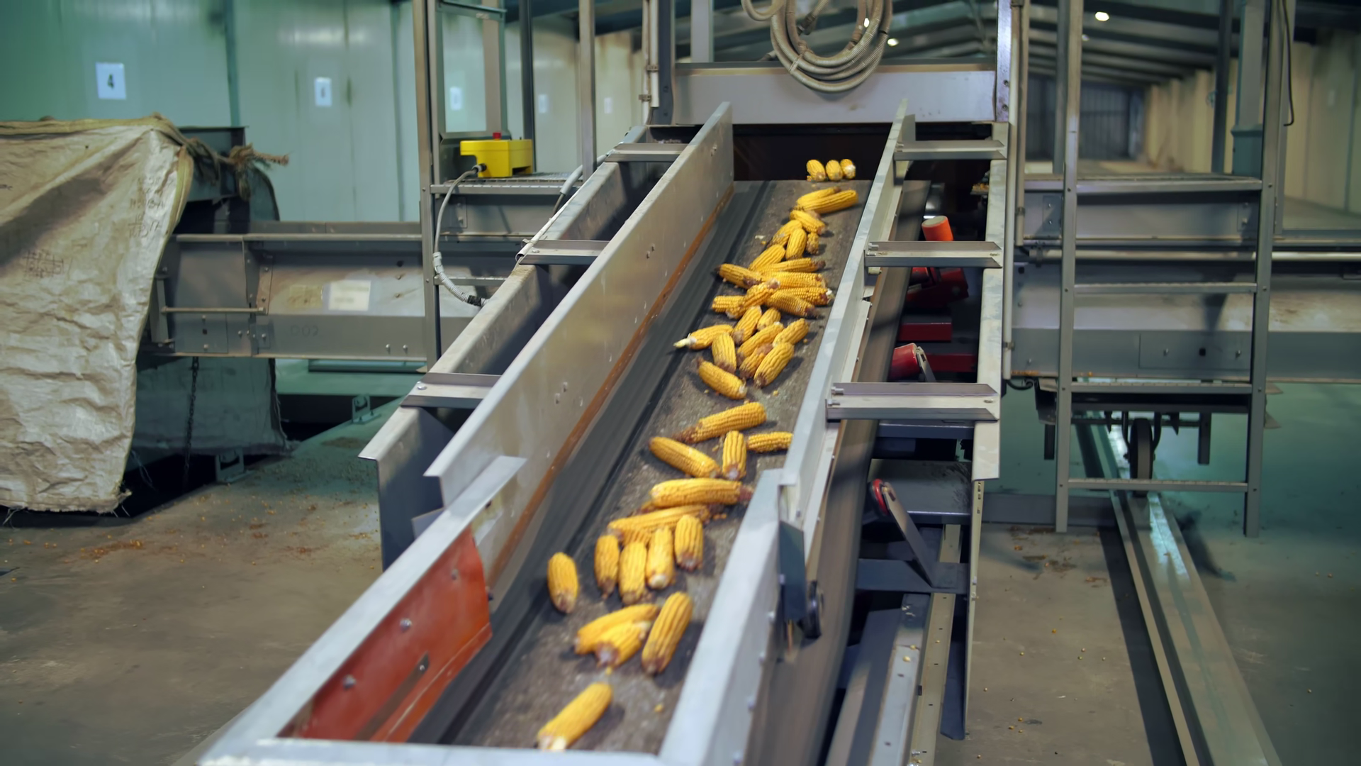Corn Seed Production Line At Processing Stock Footage SBV-353735535 ...