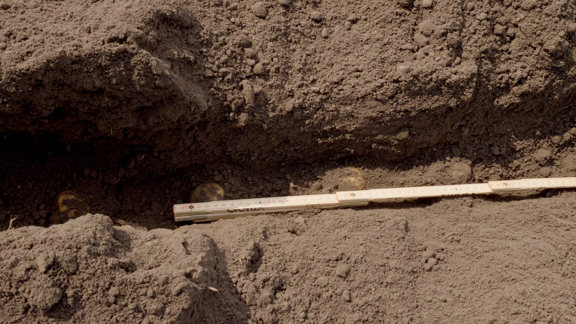 Measuring Ruler In Furrow Showing Potato Stock Footage SBV-353661824 ...