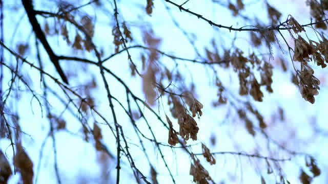Maple Tree Seeds Stock Footage: Royalty-Free Video Clips - Storyblocks