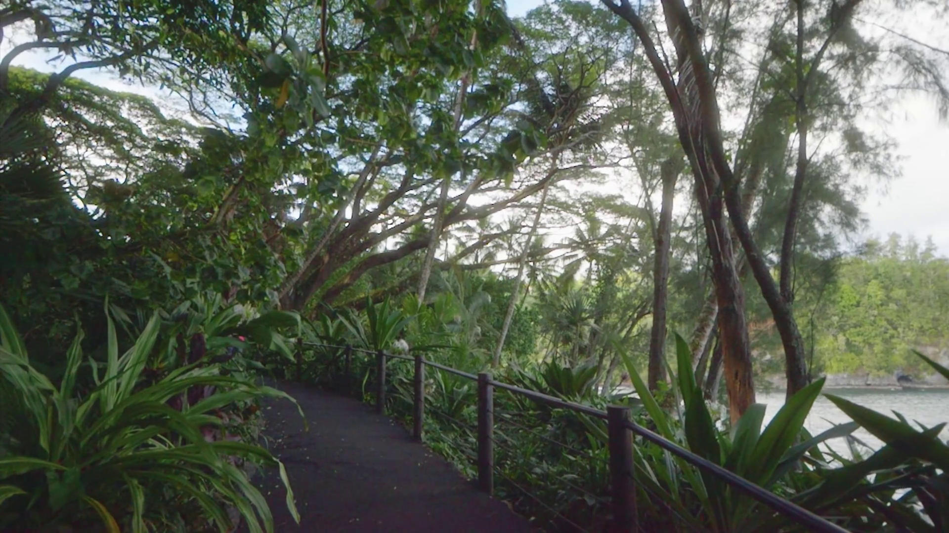 Lush Pathway In Hawaiian Botanical Garden Stock Footage SBV-352823345 ...