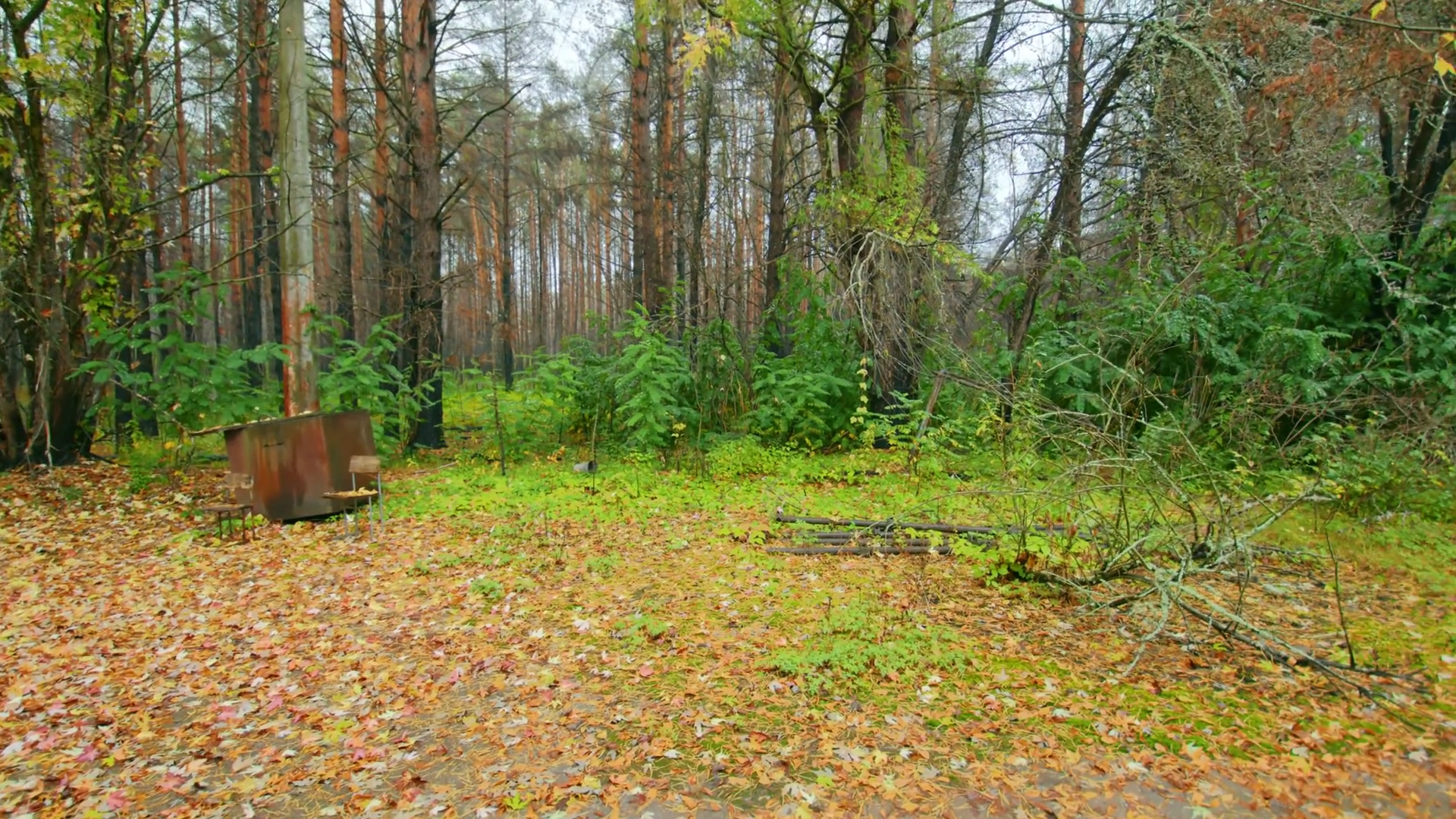 Chernobyl Exclusion Zone Autumn Forest Stock Footage SBV-352794318 ...