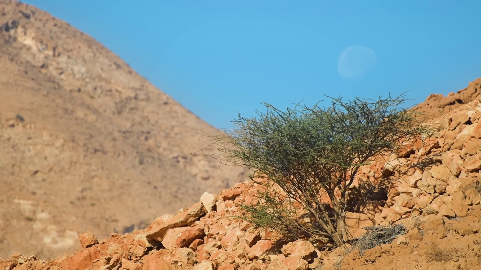 Mountain Landscape In Oman With Acacia Tree Stock Footage SBV-352933456 ...