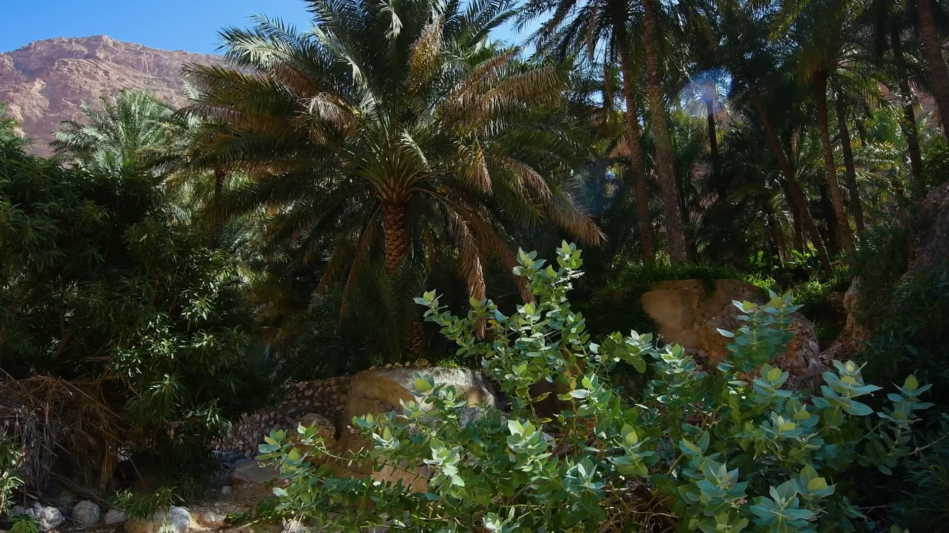 Lush Palm Trees Greenery In Wadi Shab Oman Stock Footage SBV-352941121 ...