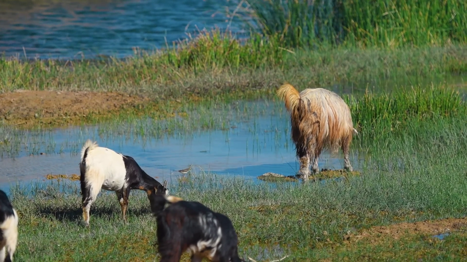 A Serene Shot Of Goats Grazing On Lush Green Stock Footage SBV ...
