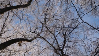 Winter Forest in South Urals, Russia. Frost covered Tree Branches Against a Clear Blue Sky.