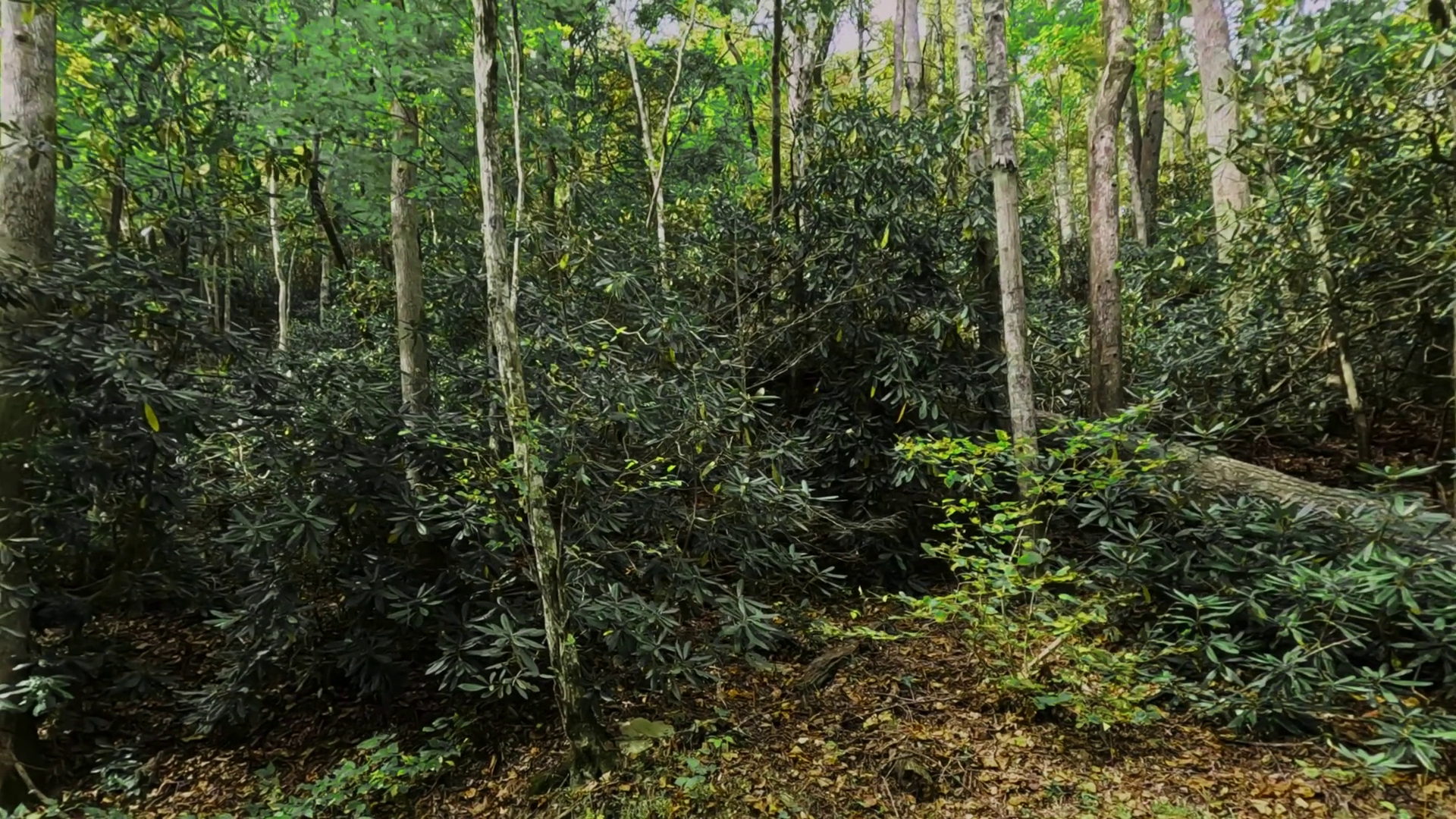 Dense Green Forest With Tall Trees Thick Stock Footage SBV-351890146 ...