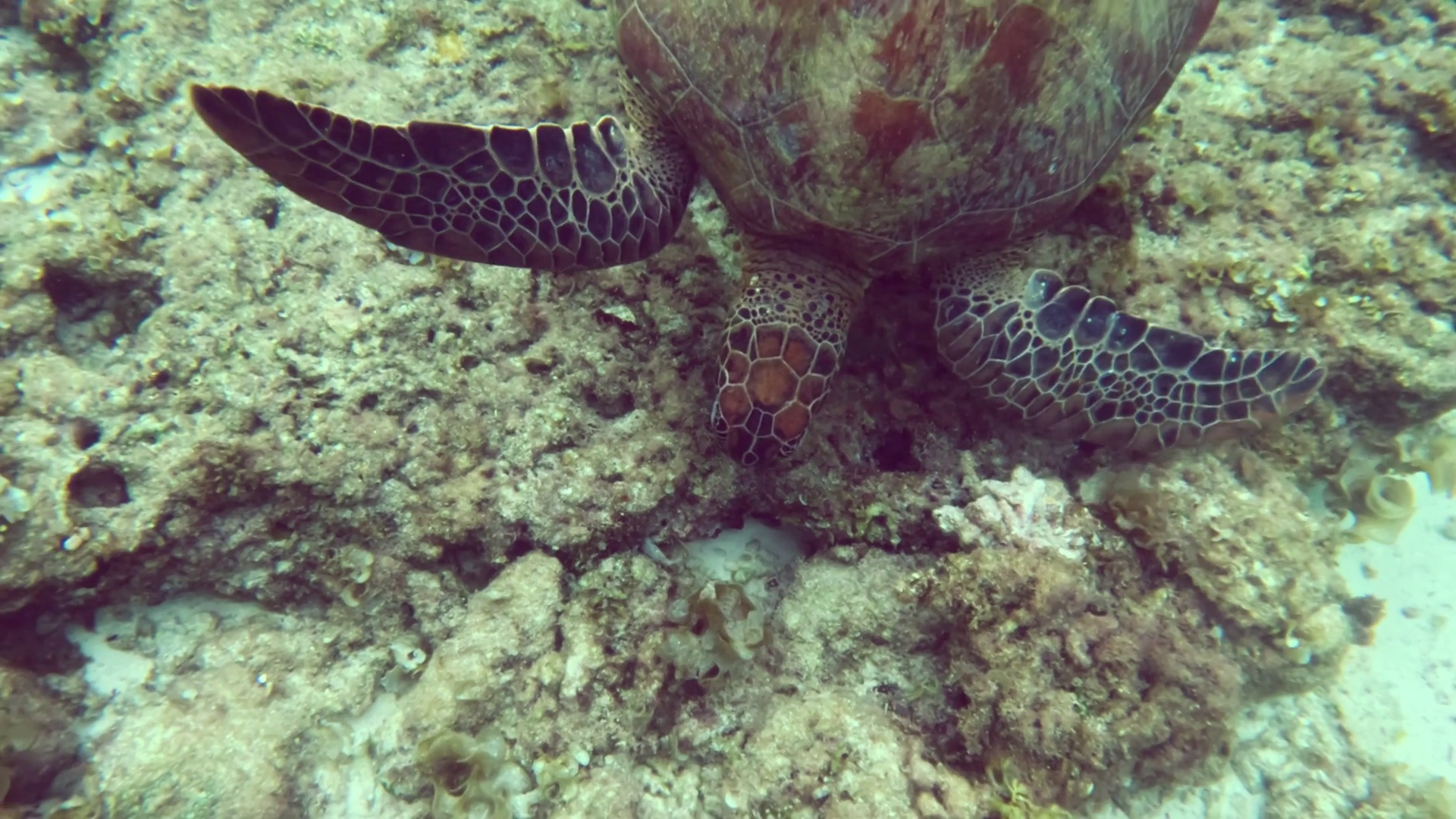 Close-up Of Sea Turtle Flippers Moves Across Stock Footage SBV ...