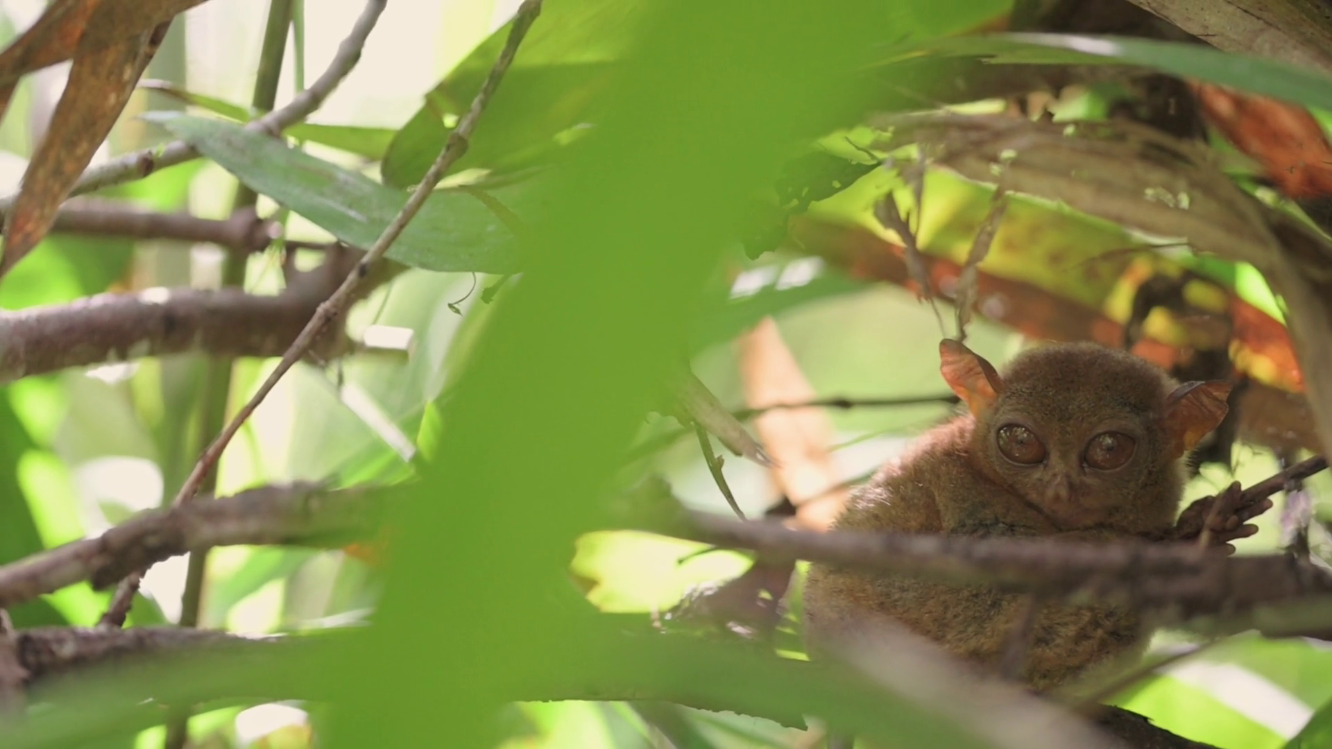 Tiny Philippine Tarsier Resting On Tree Stock Footage SBV-352084829 ...