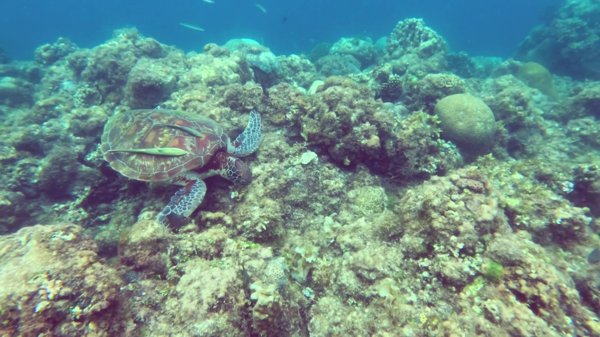 Colorful Sea Turtle Gliding Over Vibrant Stock Footage SBV-352160055 ...