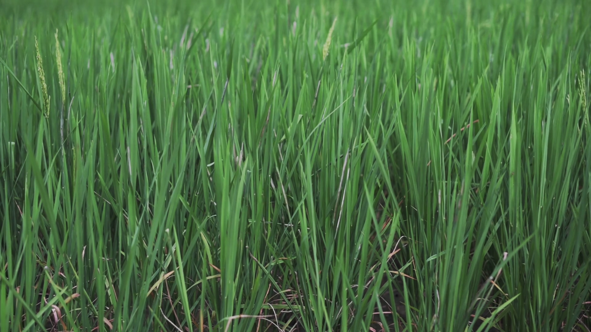 Close-up View Of Tall Green Rice Plants Stock Footage SBV-352260351 ...