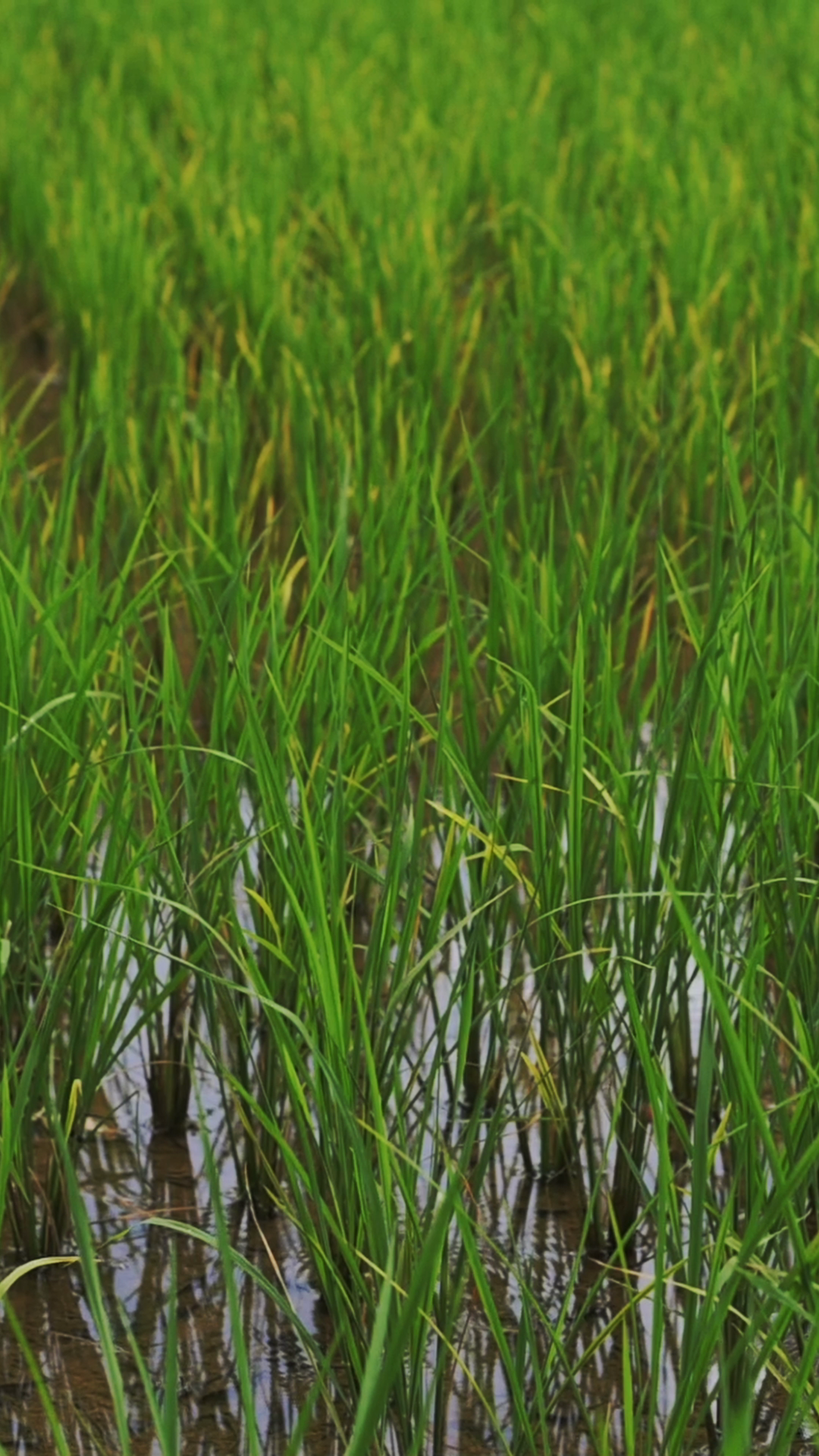Vertical Screen Lush Green Rice Fields In Stock Footage SBV-353191826 ...