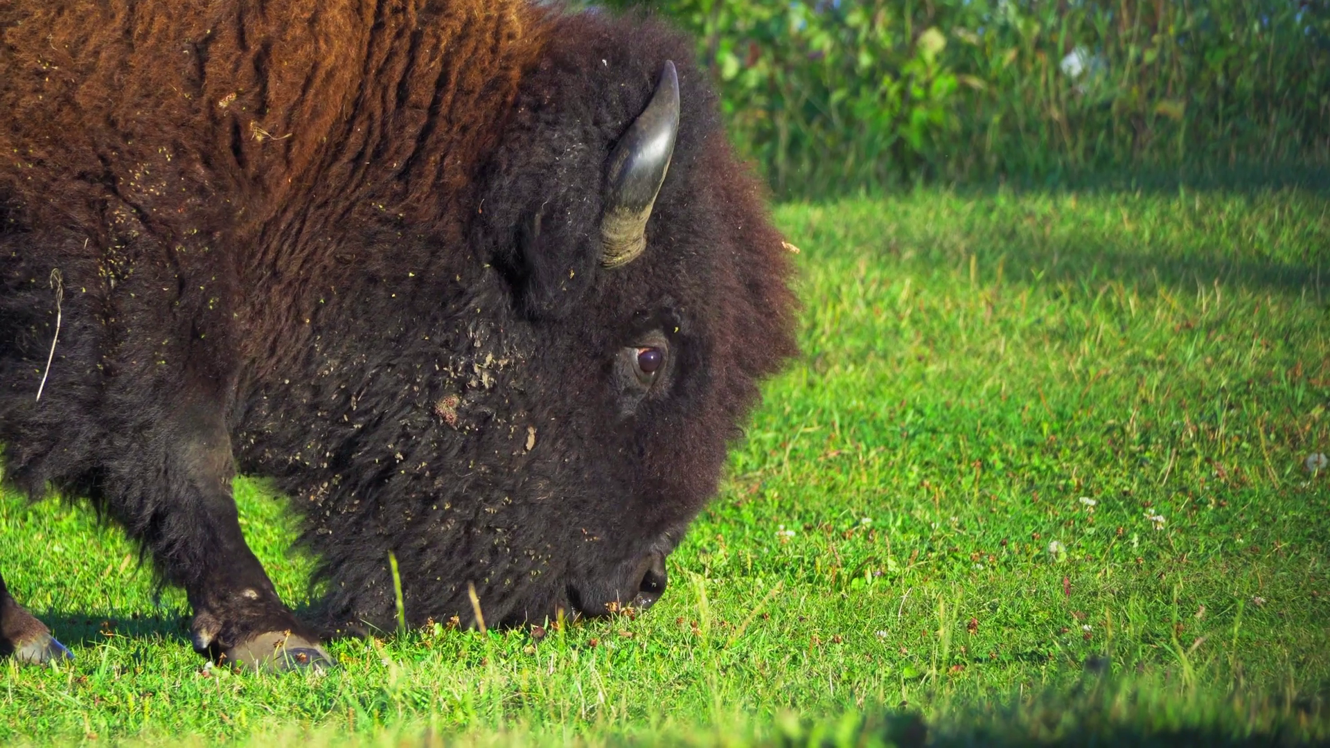 Wildlife Close-up: Bison In Colorful Autumn Stock Footage SBV-352061849 ...