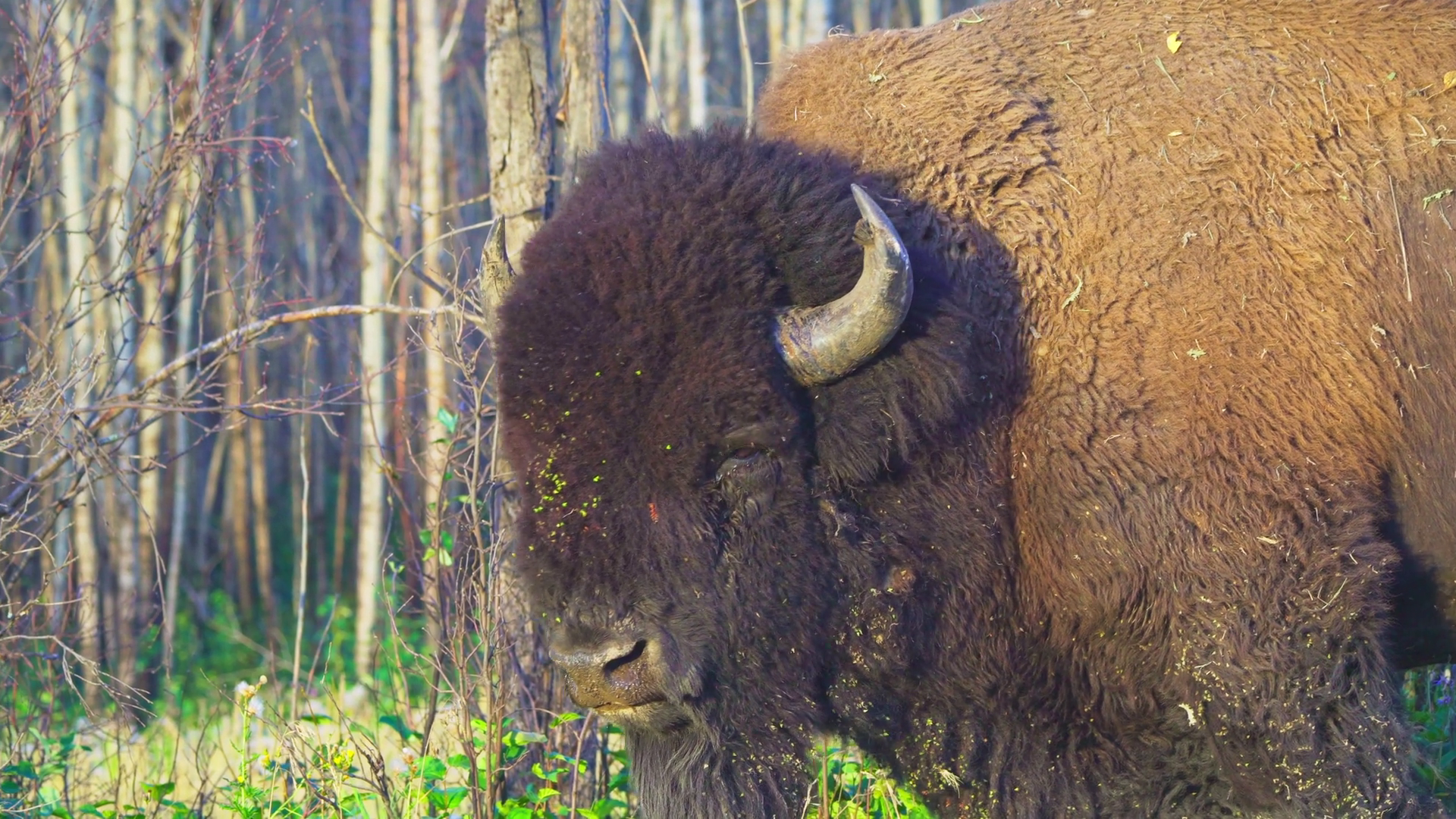 Wildlife Close-up: Bison In Colorful Autumn Stock Footage SBV-352061861 ...