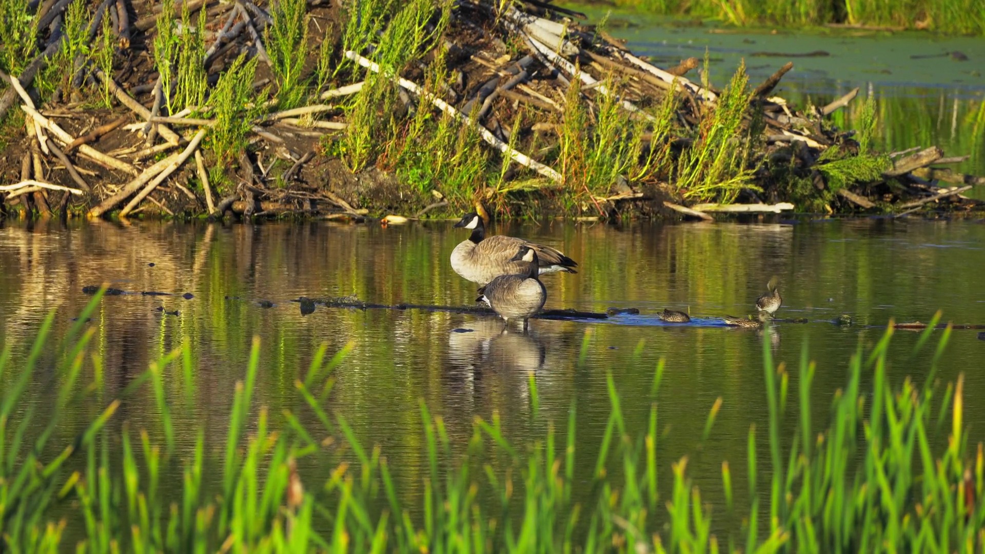 Canadian Geese Pair Swimming In Vibrant Lake Stock Footage SBV ...