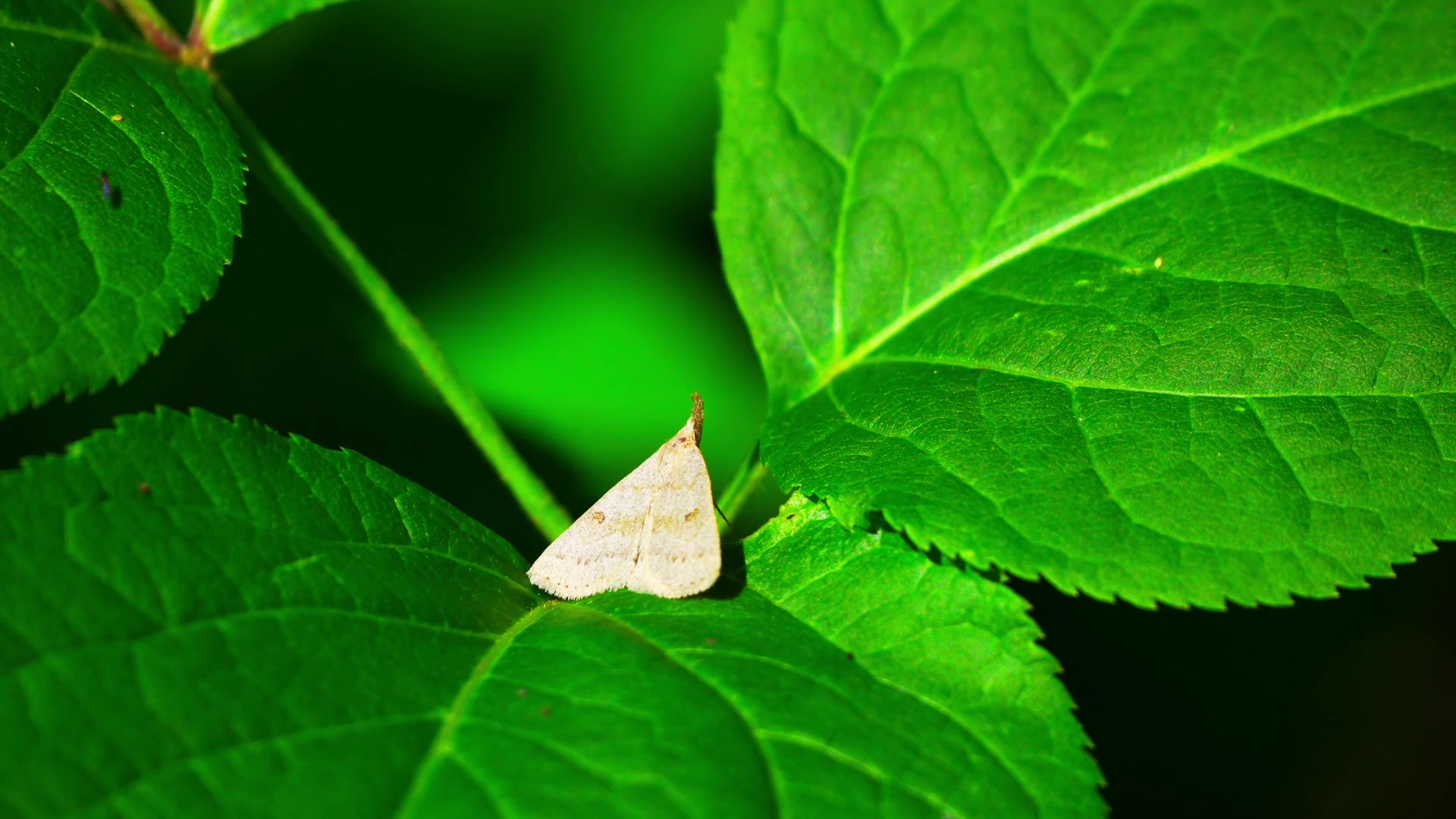 Crawling Insects On Fresh Leaves In Morning Stock Footage SBV-352333998 ...