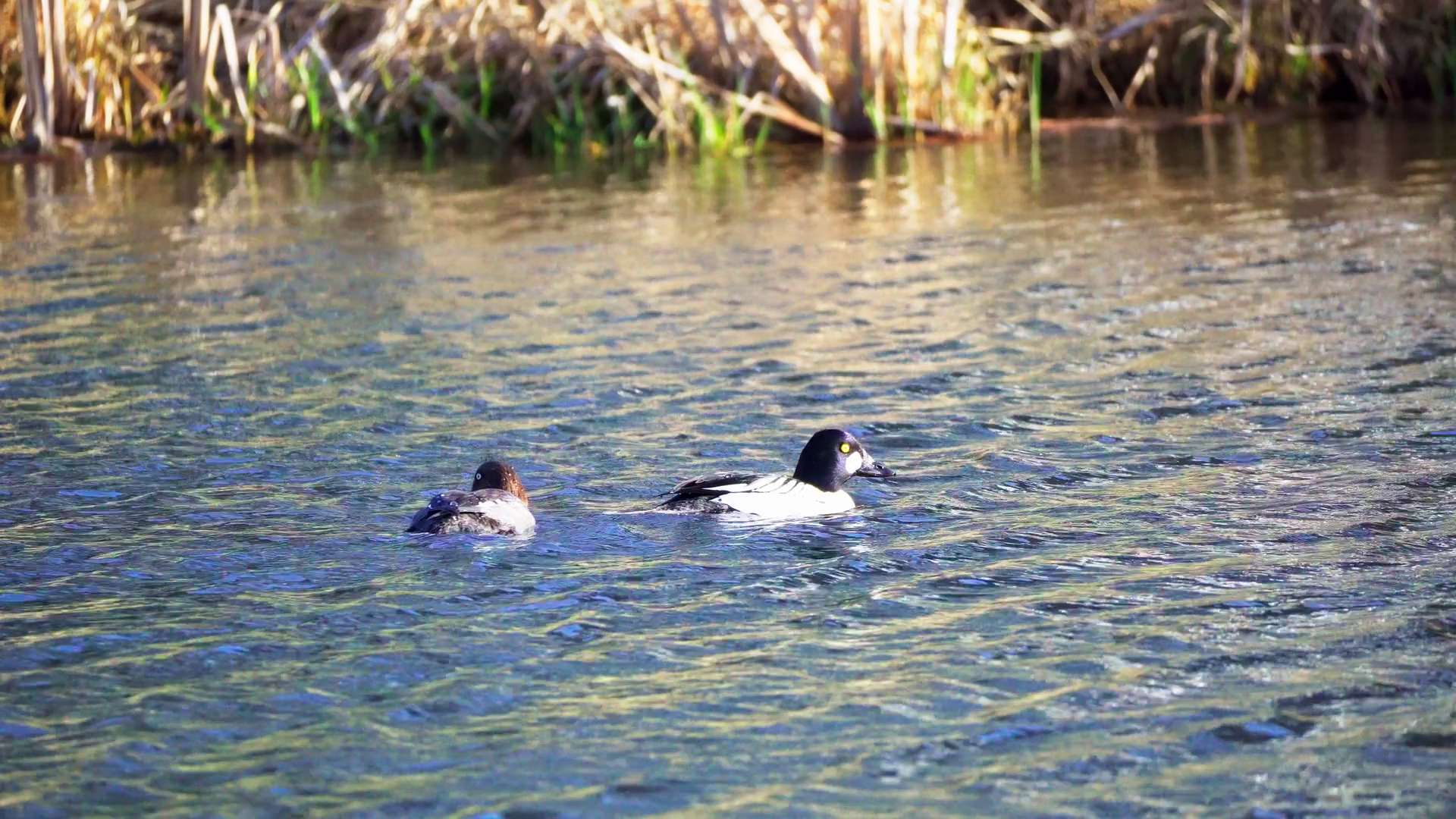 Male Goldeneye Duck Glides In Early Spring Stock Footage SBV-352109908 ...