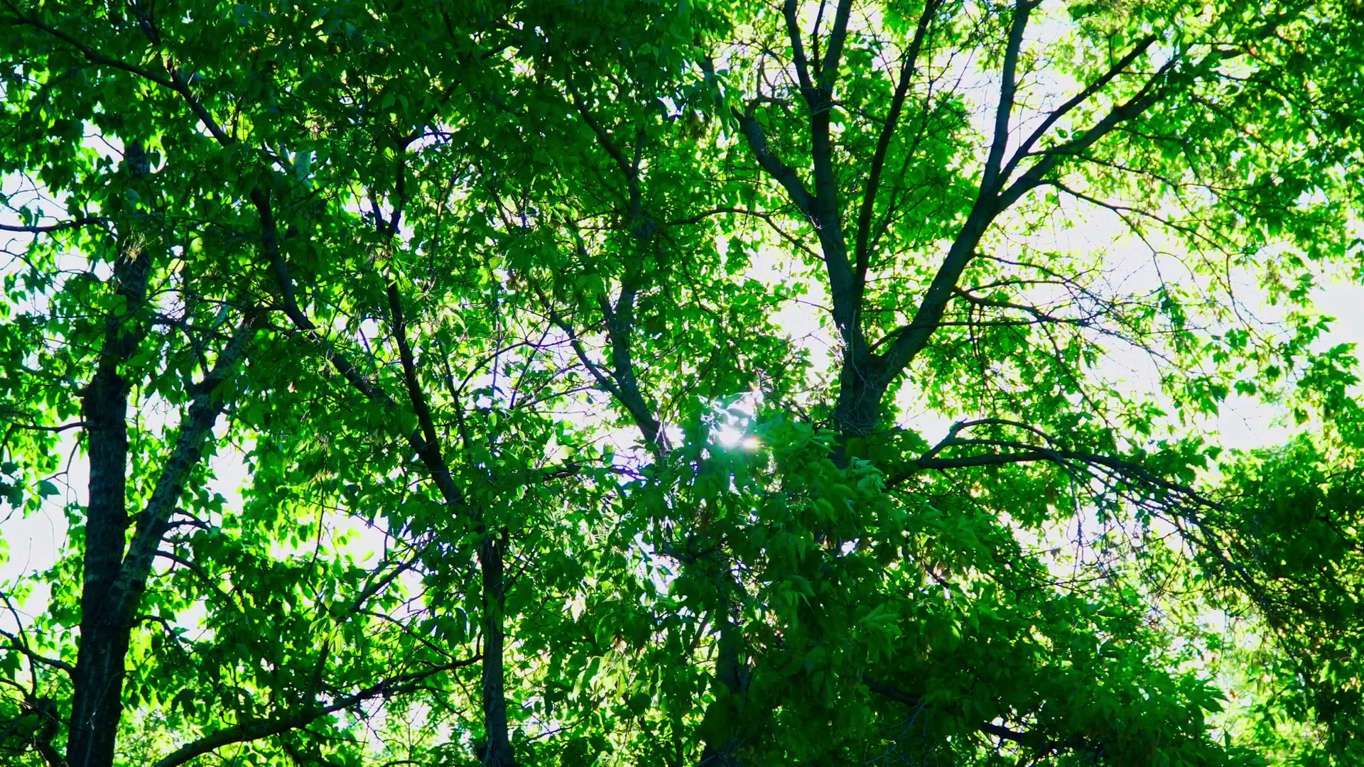 Refreshing Spring Scene With Trees Water Stock Footage SBV-352262407 ...