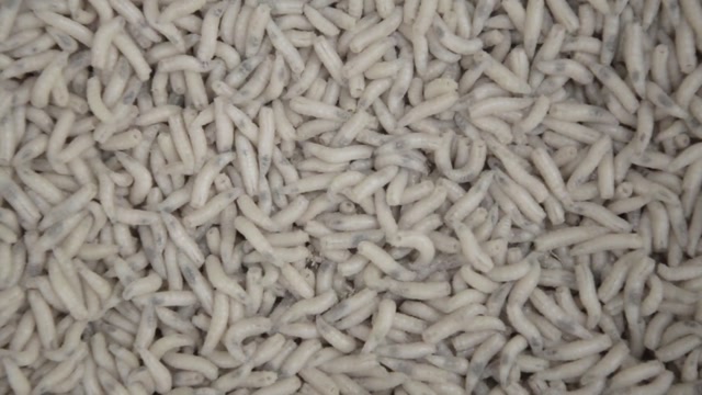 Larvae | Animals stock footage - Storyblocks