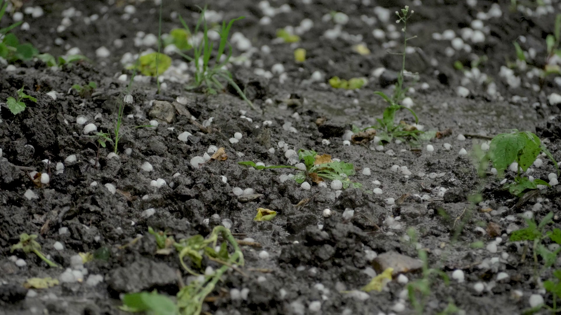 Ice Hail Bounces Off Ground Rainwater Stock Footage SBV-351960586 ...