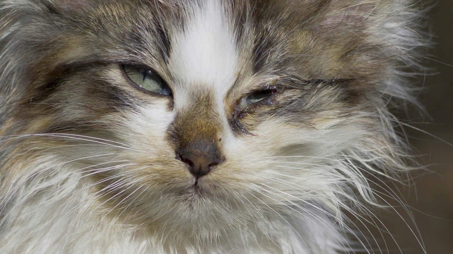 Weary Stray Cat With Red Painful Eye Rough Stock Footage SBV-353275875 ...