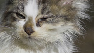 Homeless cat suffering from an eye infection. Body frail, nose dirty, eyes dull. A quiet struggle against hunger, sickness, and a world that