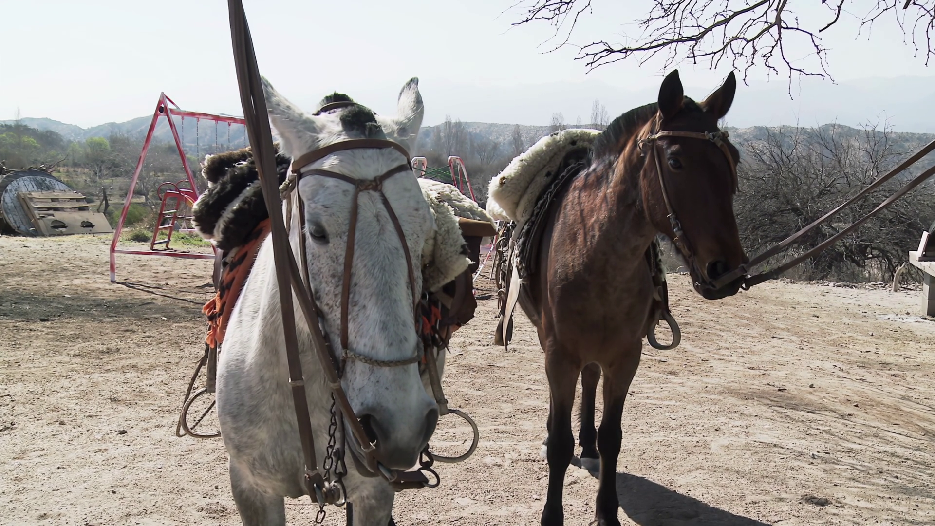 Two Saddled Horses Standing Still Rural Stock Footage SBV-353320855 ...