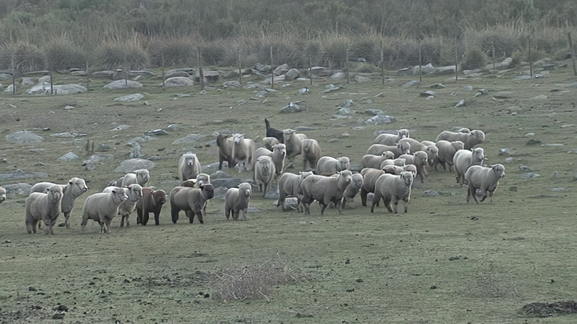 Sheep Flock Moving Across Rocky Field With Stock Footage SBV-353091709 ...